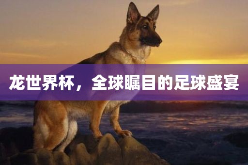 龙世界杯，全球瞩目的足球盛宴